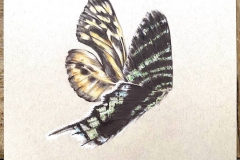 Rebecca Antoniou, Butterfly Wings