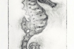 Healy_KyleHicks_03seahorse1