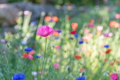 Lloyd_Laney_02wildflowers