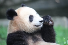 Perkins_Jud_01_Panda