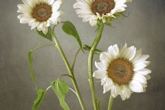 Secco_Judith_01_Sunflowers