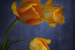 Sergio Villaschi, Tulips