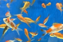 burroughs_miggs_02_Aquarium