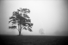 Waveny Park Tree, New Canaan, CT