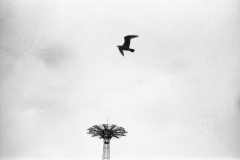 Bird and Parachute Jump Coney Island, NYC