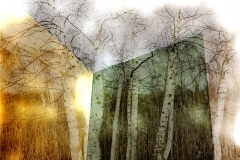 Bill Gore, Room with Birches