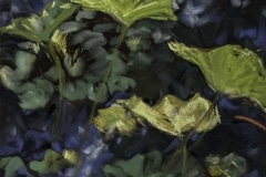 Mary Moross, Lotus #1