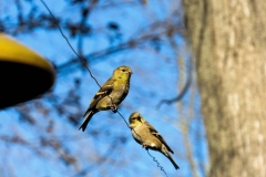 Chastity-Monaghan.-The-Two-Perched-Birds