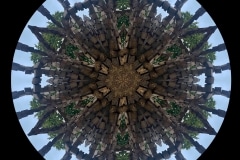 Grace-Crowell.Radial-Tree
