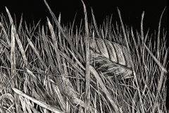 SophieAustinBladesofGrass