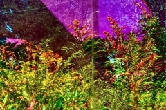 Carrie Corcora, Glassy Meadow