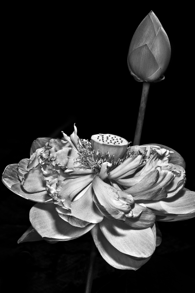 Barry Guthertz, Lotus With  Bud