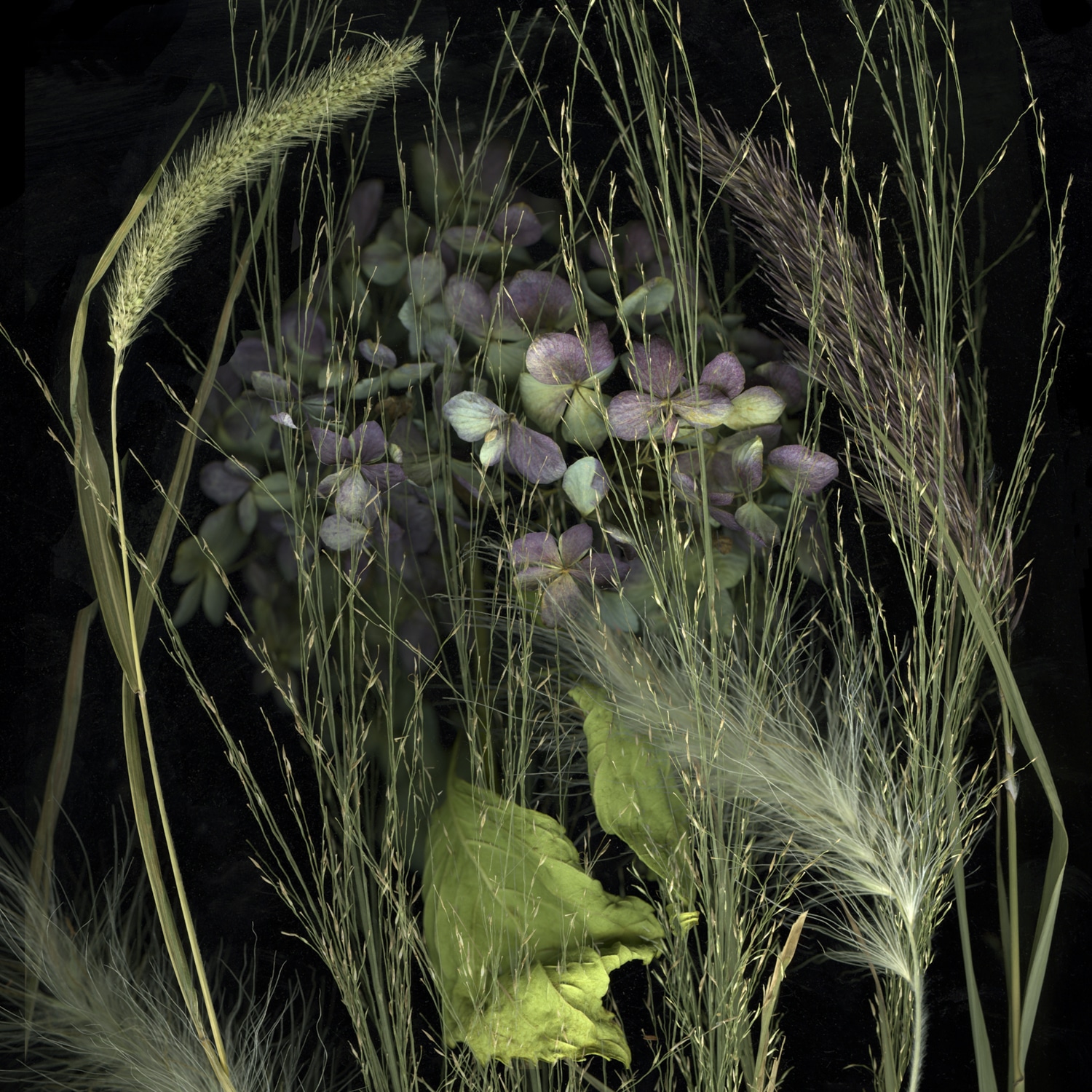 Grasses and Hydrangia, Marcy Juran