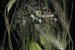 Grasses and Hydrangia, Marcy Juran