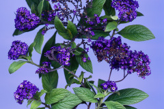 Ellen Hoverkamp, Heliotrope ’Fragrant Delight'