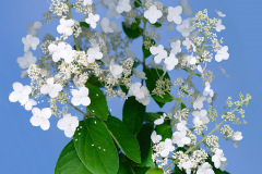 Ellen Hoverkamp, Hydrangea paniculata