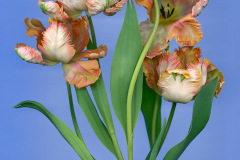 Ellen Hoverkamp, Tulipa ‘Apricot Parrot’