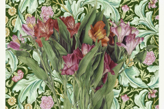 Heather Jones, Alstroemeria