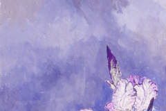 Christian Peltenburg	Brechneff, PurpleIris 1
