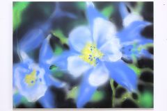 Kevin Ford, Blue Columbine