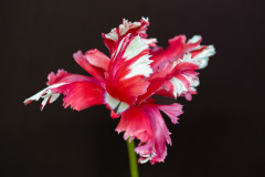 Laney Lloyd, Red Tulip