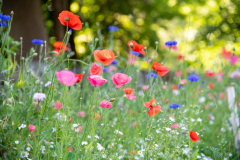 Laney Lloyd, Poppies