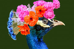 Martie	MacKay, Do You Like My Hat?