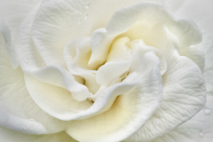 Nancy Breakstone, Rainy Day Gardenia