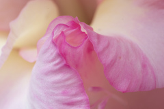 Nancy Breakstone, A Little Pink