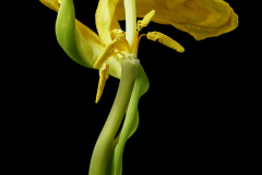 Tim Nighswander, Yellow Tulip #19