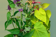 Ellen Hoverkamp, Agastache Rainbow