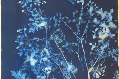 Jane Cooper, Bali Blue