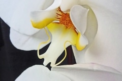 Hedi Minow-Pike, Phalaenopsis