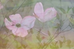 Lily Santangelo, Flora